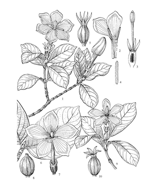 Natural compounds from  Gardenia jasminoides